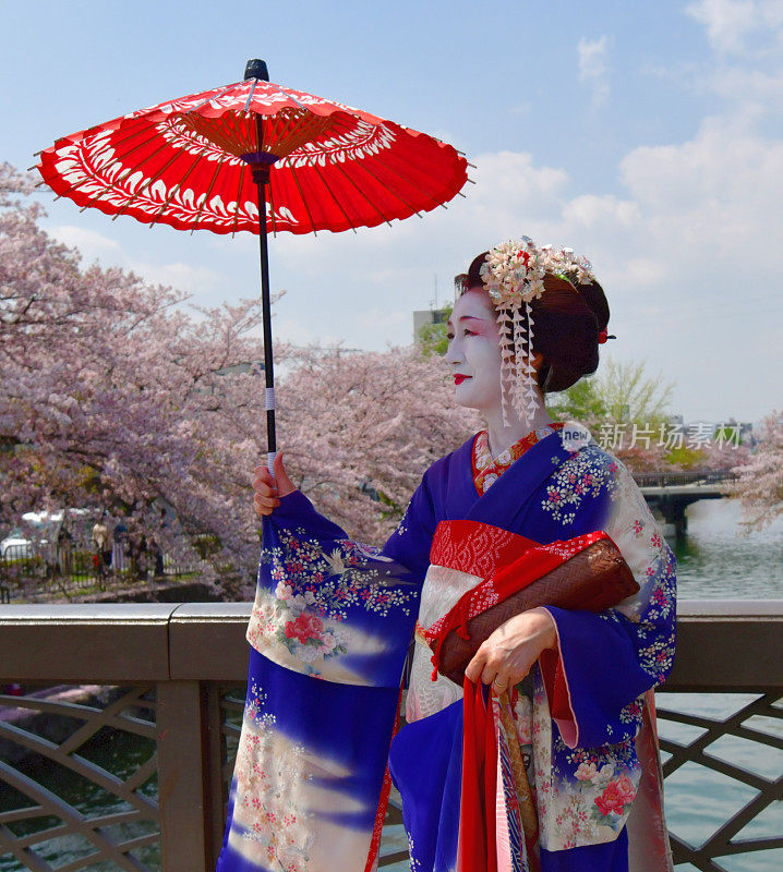 穿着美子服饰的日本女人在京都的桥上欣赏樱花