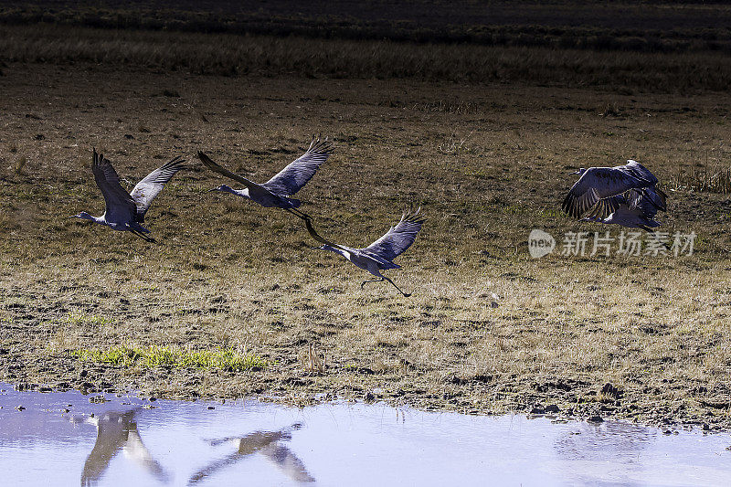 沙丘鹤飞走了，向北迁徙