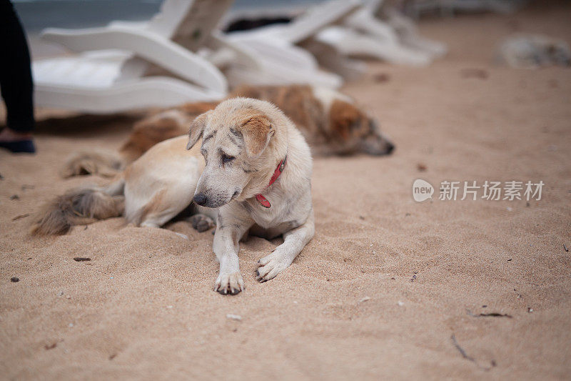 巴厘岛萨努尔海滩上无家可归的流浪狗