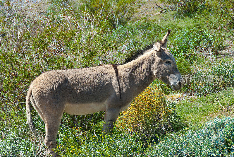 亚利桑那州奥特曼的野生驴子