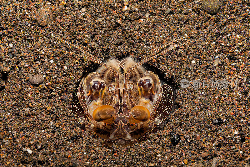 等待猎物的普通带状螳螂虾，印度尼西亚三江岛
