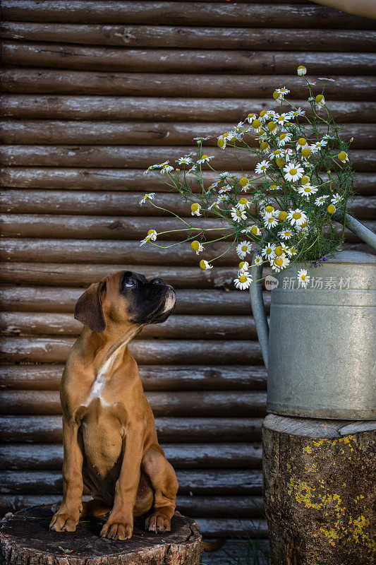 小拳师犬在木墙前闻花。