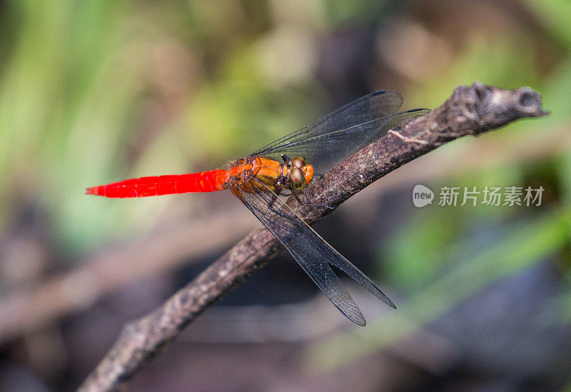 马来西亚:橙色蜻蜓