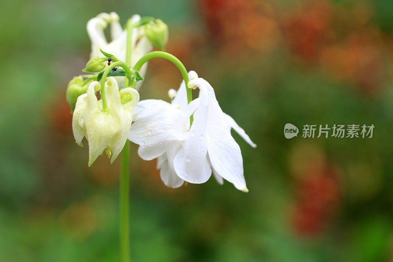 白色花耧斗菜