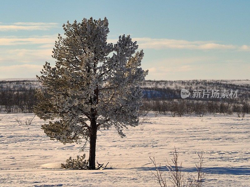 拉普兰乡村的一棵冰冻的树