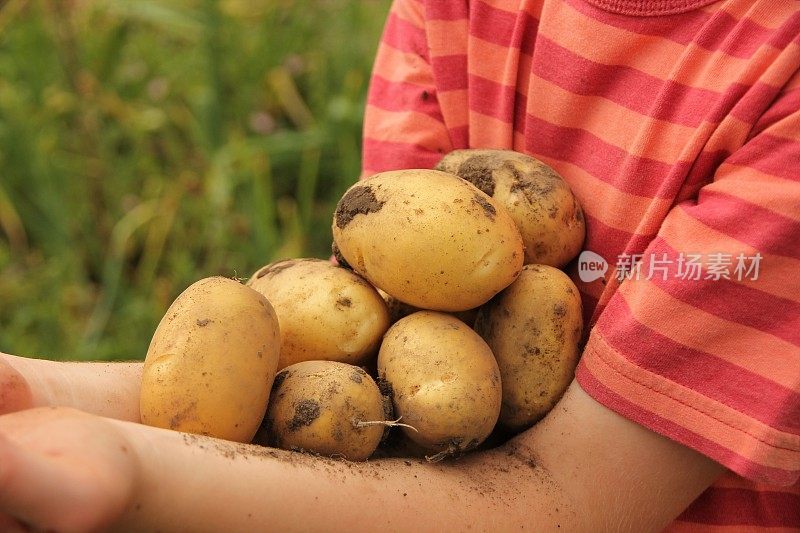 孩子抱着一大堆土豆