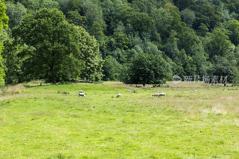 在北约克荒原国家公园，一群羊在英国乡村的耕地上吃草。