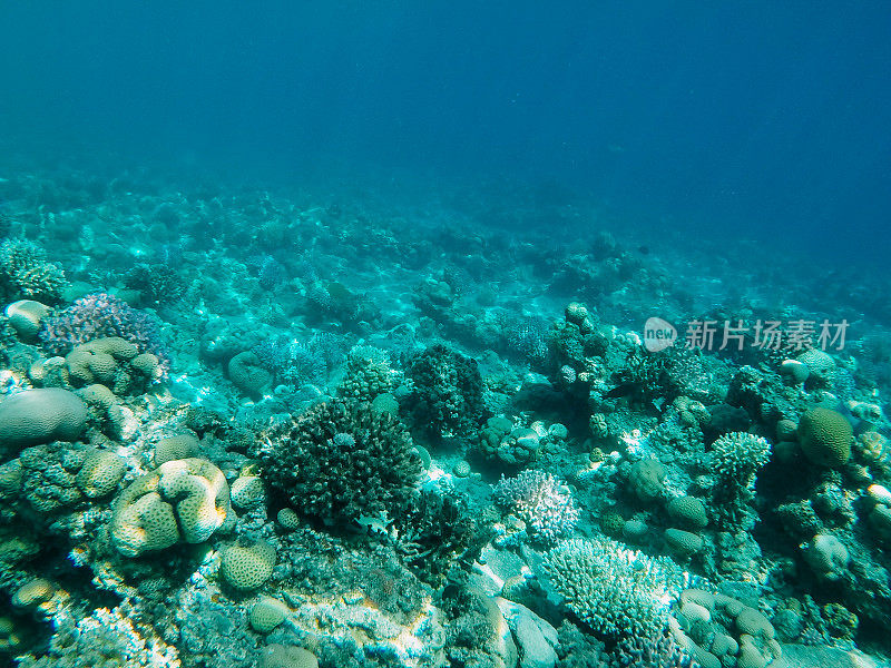 红海中的水下珊瑚礁