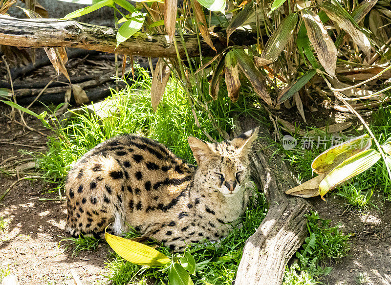 薮猫大猫