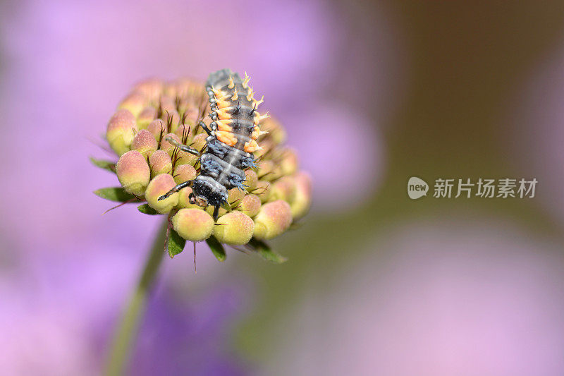 瓢虫幼虫阶段。