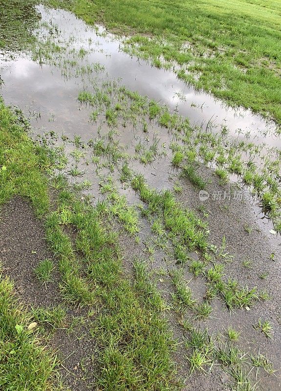 雨后淹草