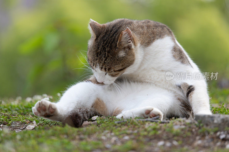 流浪猫在街上休息