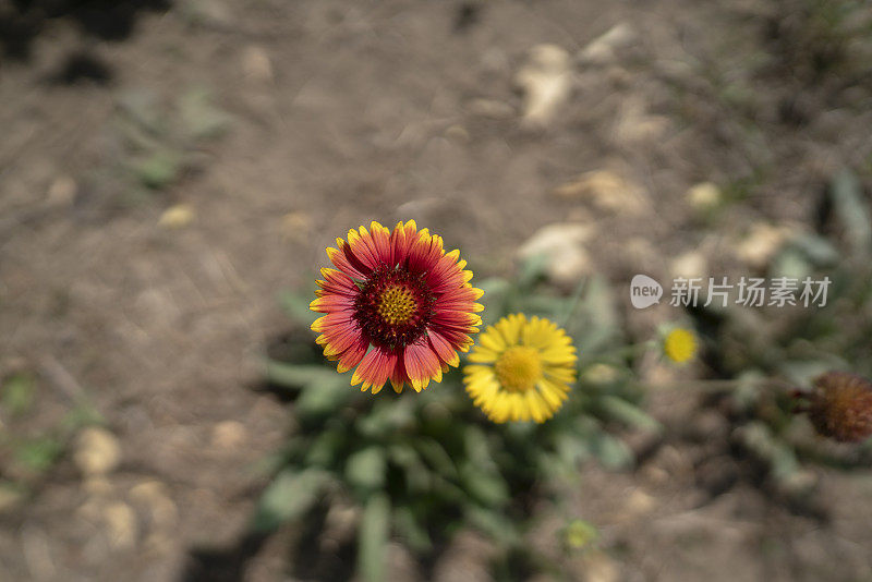 阳光下盛开的野雏菊