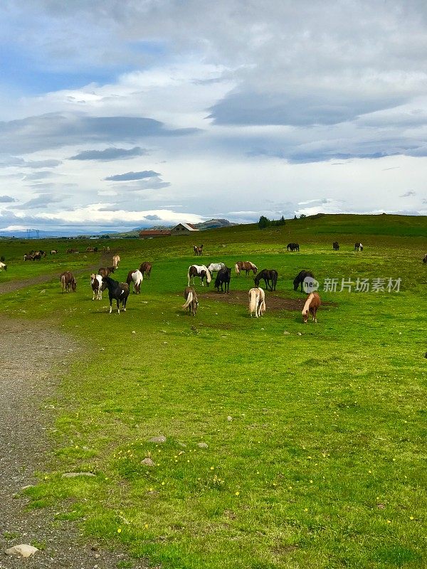 冰岛马