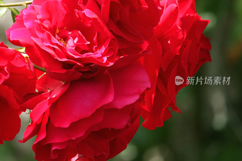 一束小的红色花花束和花蕾生长在夏季花园，红玫瑰，花瓣和模糊的绿色园艺背景，浪漫的红玫瑰为情人节浪漫的插花，玫瑰灌木灌木户外