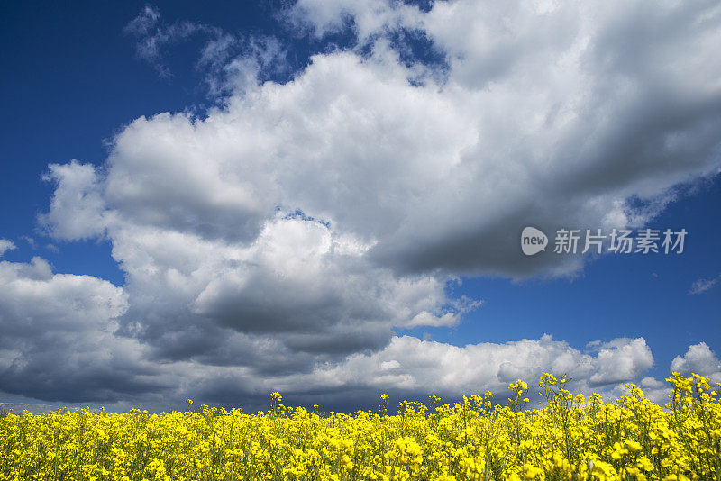 蓝蓝的天空下，油菜田绽放着白云