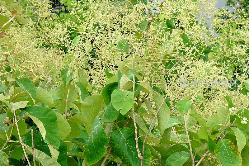 柚木叶和柚木花