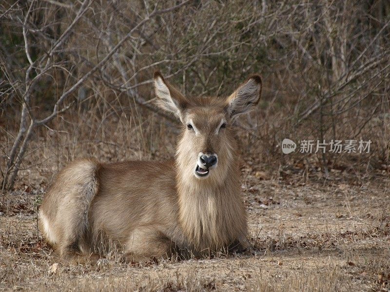 沃巴克，克鲁格国家公园，南非