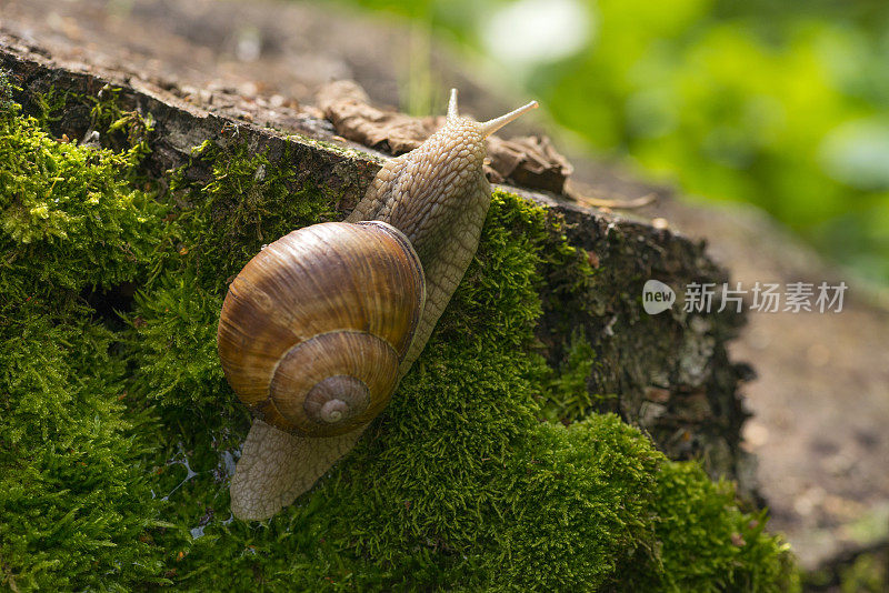 森林里，一只蜗牛爬在长满苔藓的树桩上。