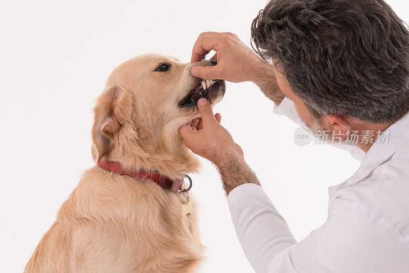 一位男性兽医正在检查金毛猎犬的牙齿