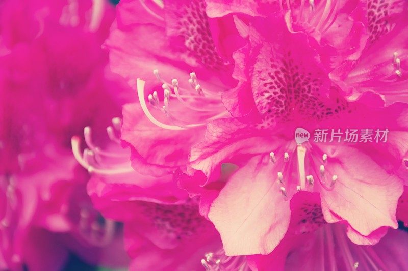 粉红色的杜鹃花花
