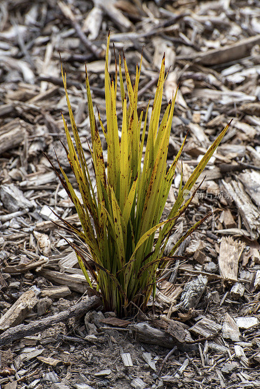 白斑Matrush领导。一种澳大利亚干旱地区的植物。