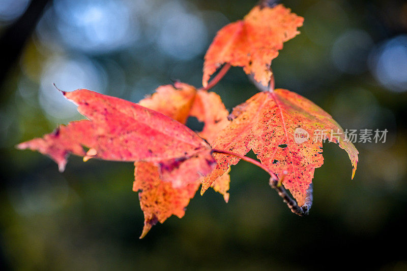 秋天的叶子和颜色-近距离拍摄