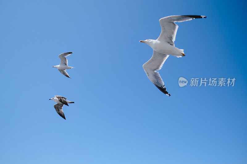 海鸥