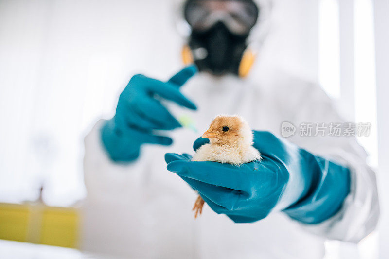 鸡肉生产的实验室测试