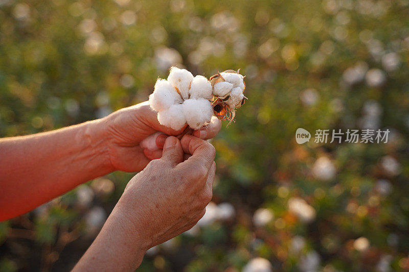 棉花采摘的季节。在棉花田间工作的活跃的高级职员CU。在金色的夕阳下，农学家在收获前对作物进行评估。