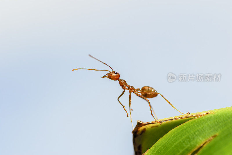 一只红蚂蚁在香蕉叶上