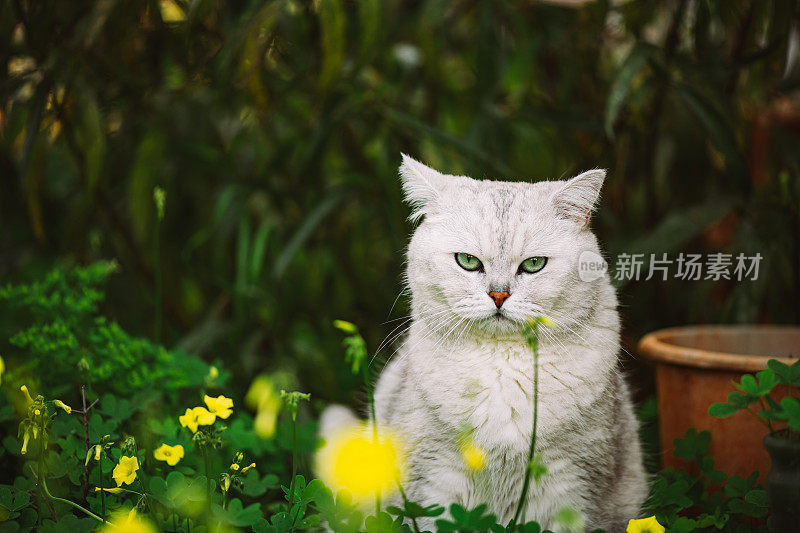 花园里的英国短毛猫