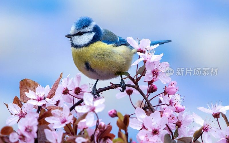 春天的蓝色山雀