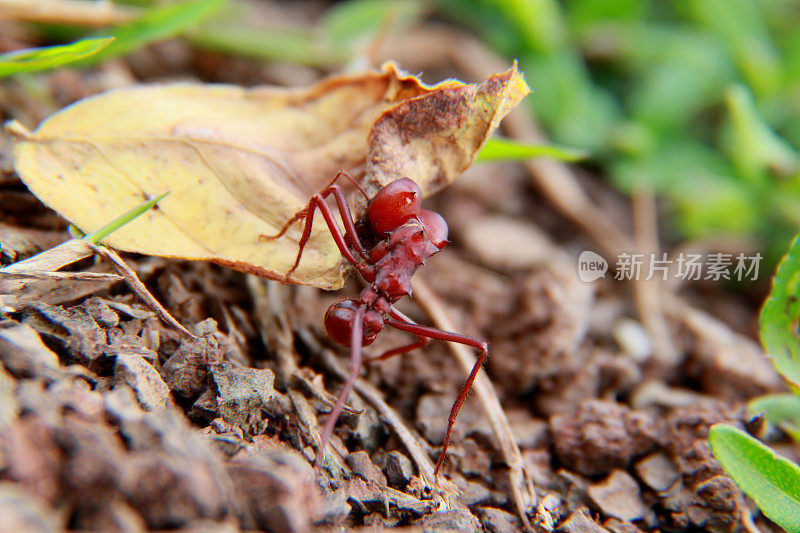 萨尔瓦多市花园里的切叶蚂蚁