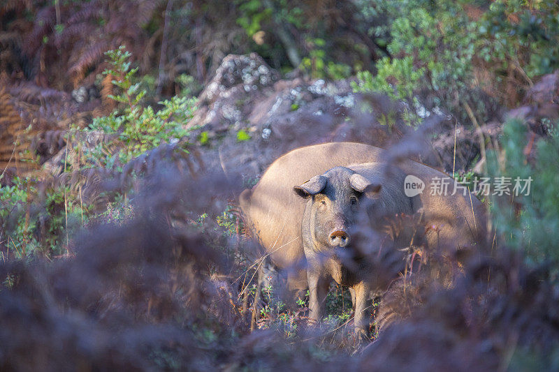 伊比利亚猪在哈乌戈的森林里奔跑，韦尔瓦秋天的阿拉塞纳山脉