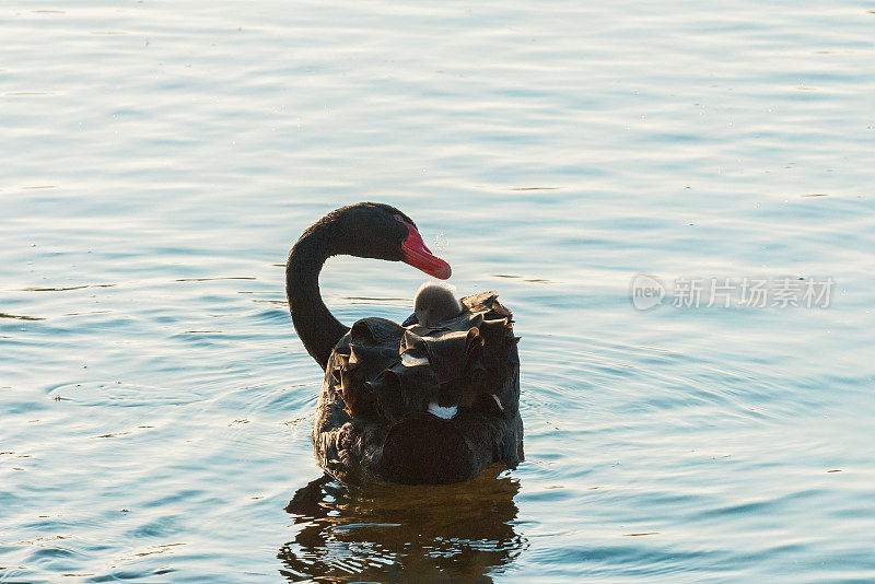 黑天鹅在湖里游泳，背上背着一只小天鹅