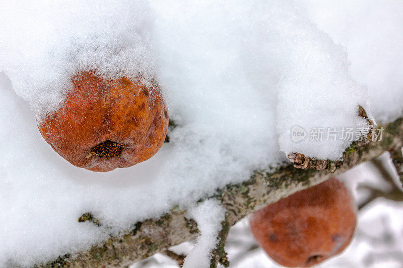 在冬天，一棵苹果树上被雪覆盖的冰冻苹果的特写。