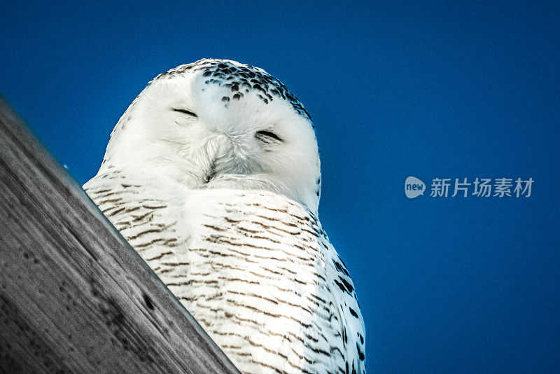 雪枭,电。