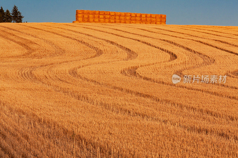 华盛顿乡村景观与干草堆
(P)