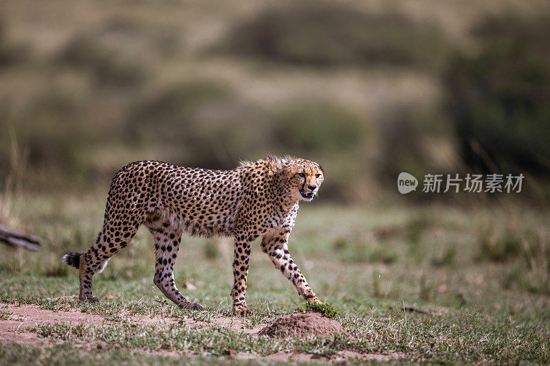 非洲猎豹在大自然中行走。