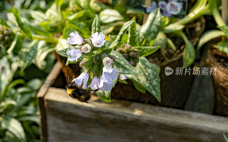 花上的蜜蜂