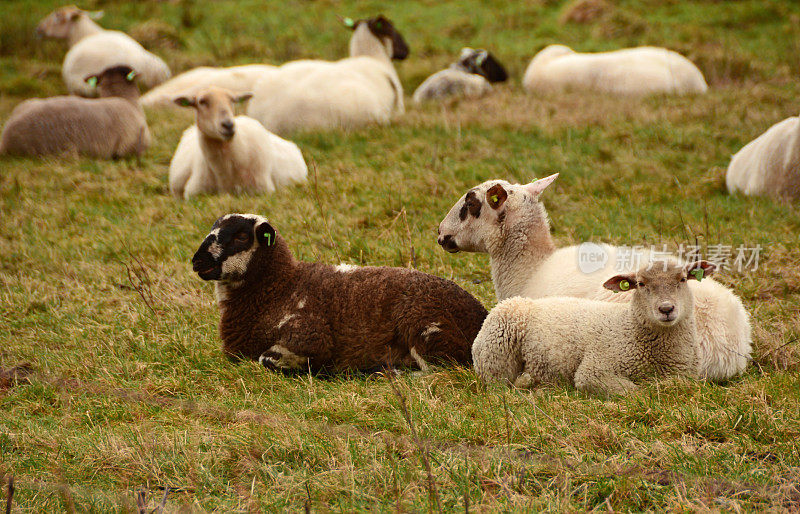 一群杂交绵羊。