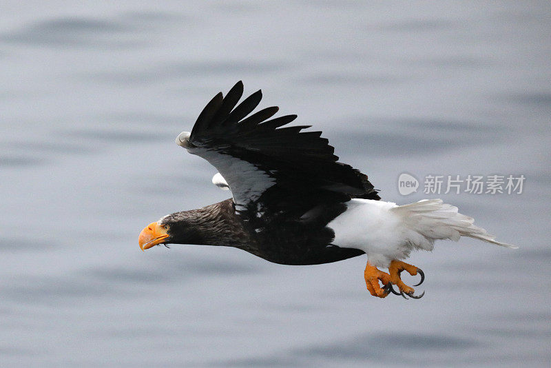 飞天虎头海鹰在日本北海道