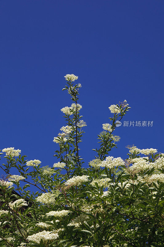 接骨木花花头为酒和药