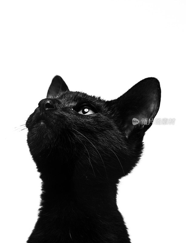 黑猫的肖像