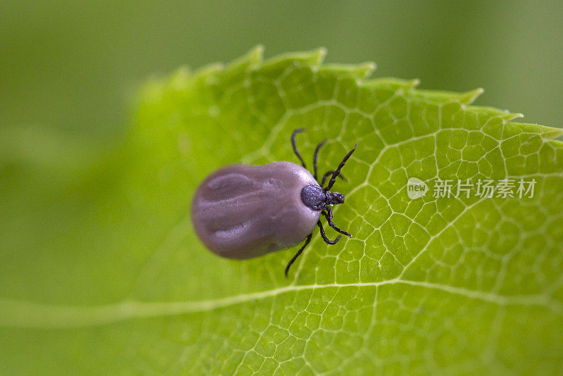 蓖麻蜱