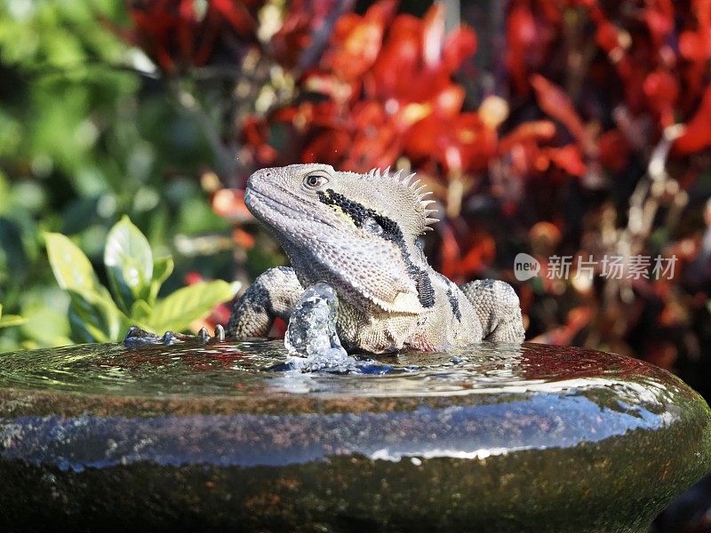 水龙坐在石头喷泉上