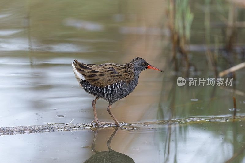 水轨(水轨)