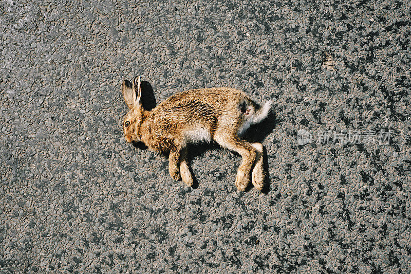 在英格兰西北部一个阳光明媚的七月，死于公路上的野兔。