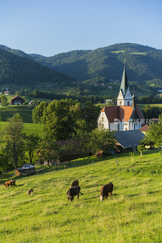 斯洛文尼亚小镇多布尔纳周围的教堂和奶牛。